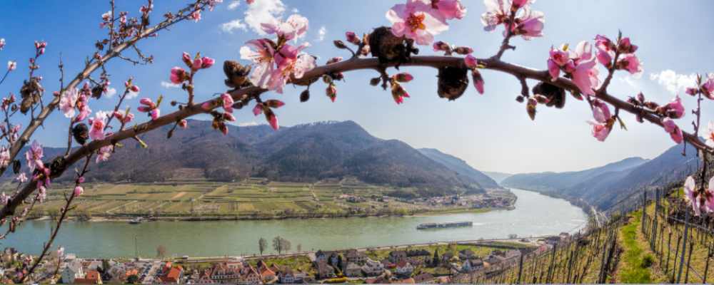 Wachau mit Kirschblüte